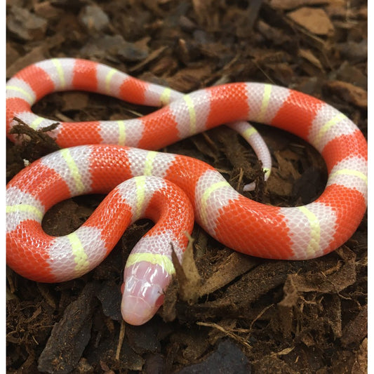 Albino Nelsons Milksnake