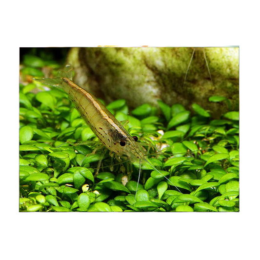 Amano Plant Shrimp