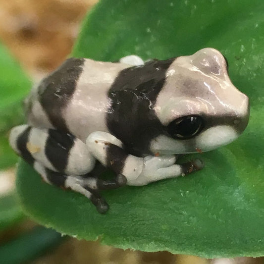 Amazon Milk Frog