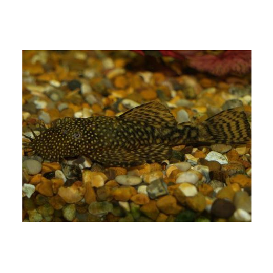 Ancistrus Species