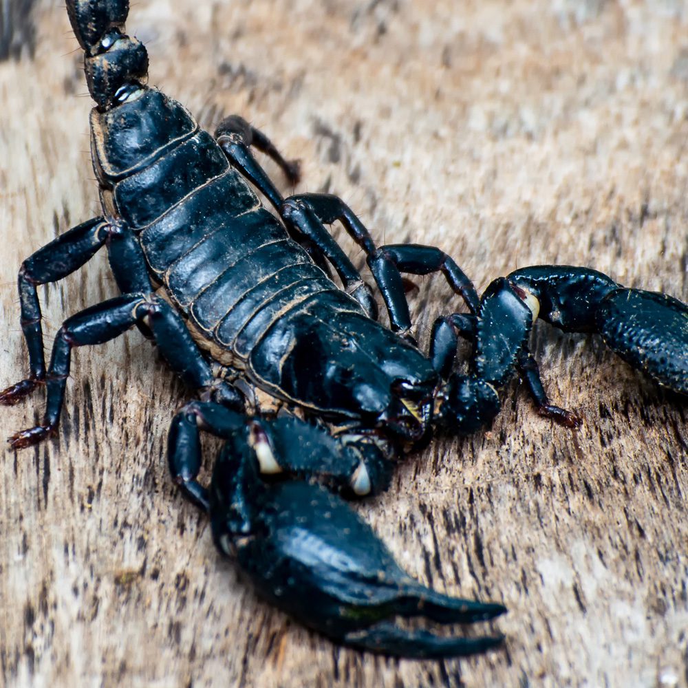 Asian Jungle Scorpion