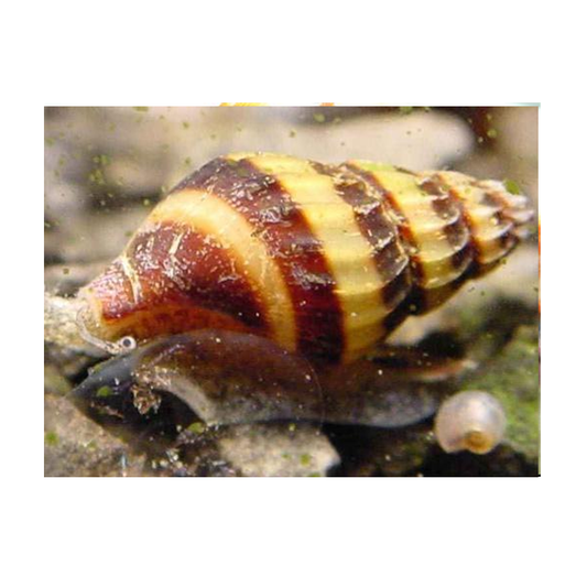 Assassin Snail