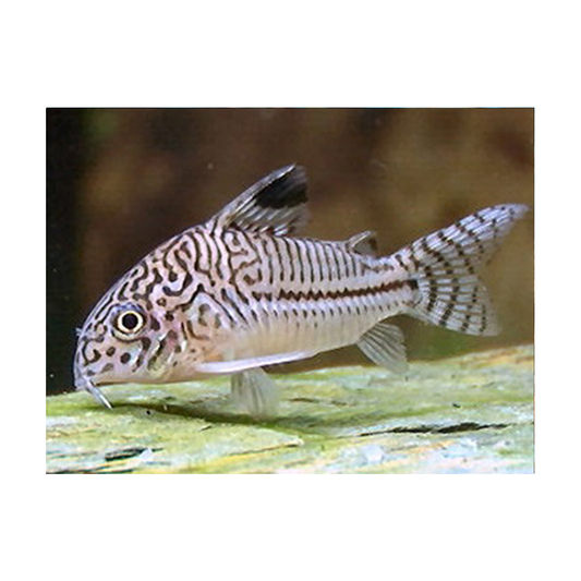 Assorted Corydoras