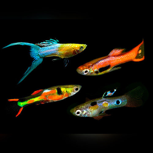 Assorted Endler Male Guppy L