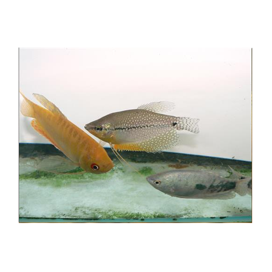 Assorted Gourami