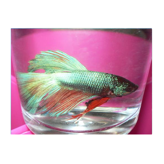 Assorted Half Moon Male Fighter