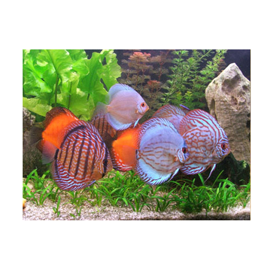 Discus Monkey Discus – Seth's Little Zoo