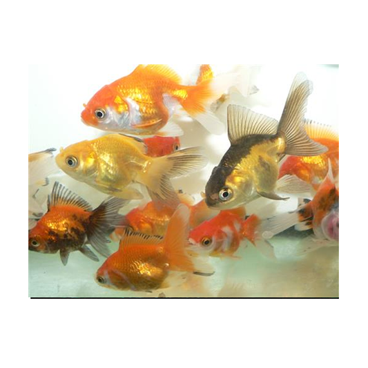 Assorted Oranda