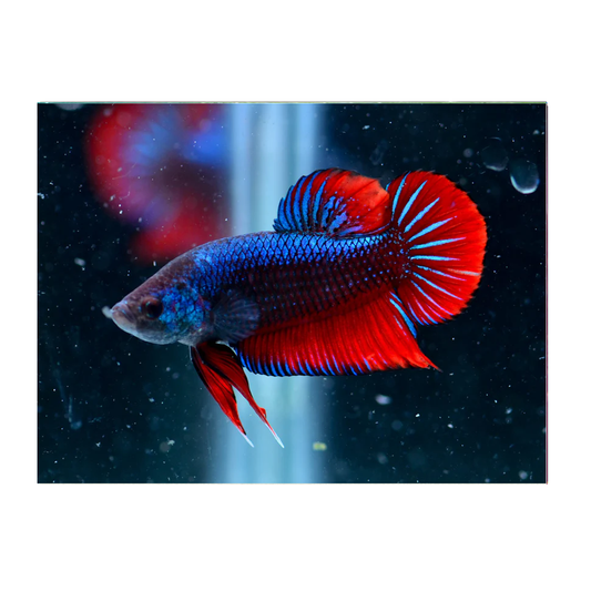 Assorted Plakat Male Fighter