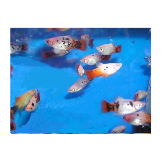 Assorted Platy