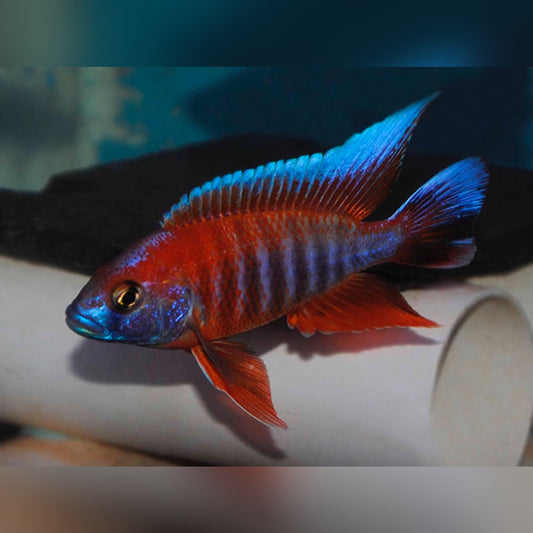 Aulonocara Red Peacock 2"