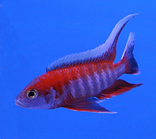 Aulonocara Jacob Freibergi 3"