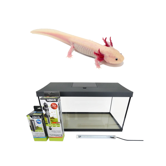 Axolotl & Set-Up