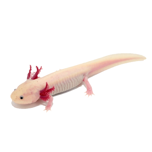 Axolotl