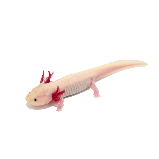 Axolotl