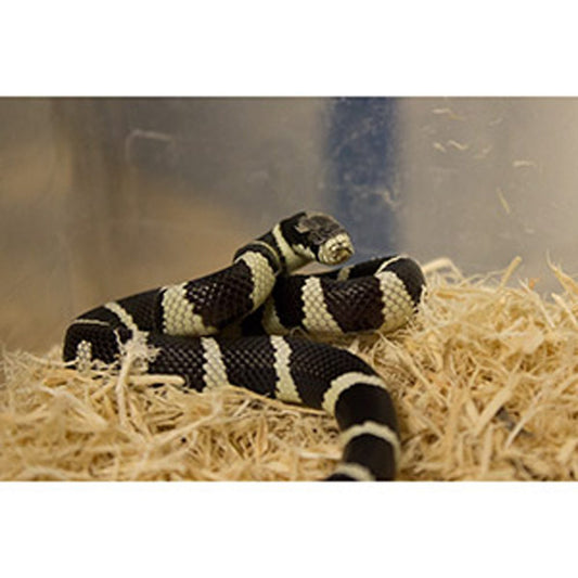 BANDED Cali Kingsnake