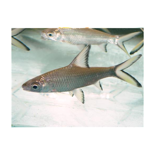 Bala (Silver) Shark