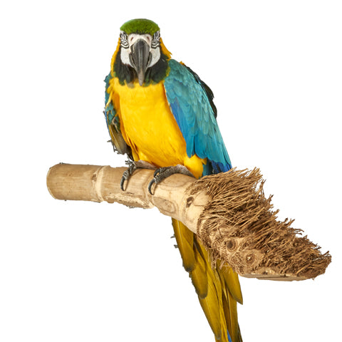 Bamboo Perch Large
