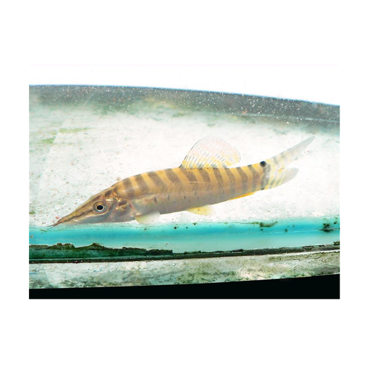 Banded Tiger Loach
