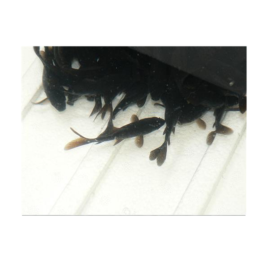 Black Goldfish
