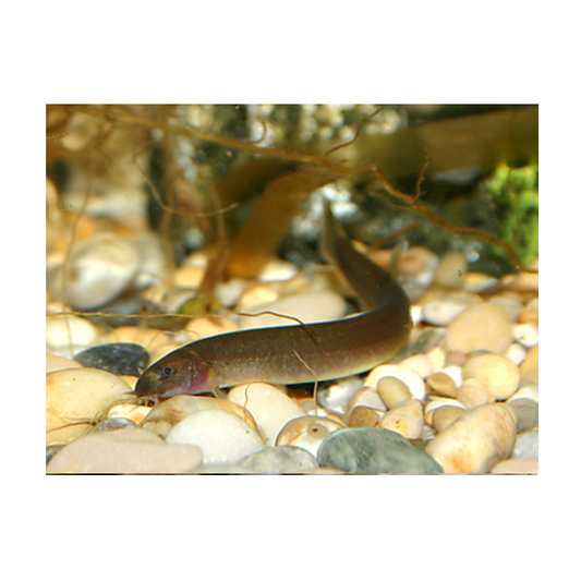 Black Kuhli Loach