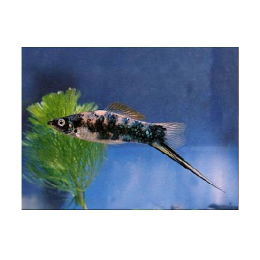 Black Marble Sword