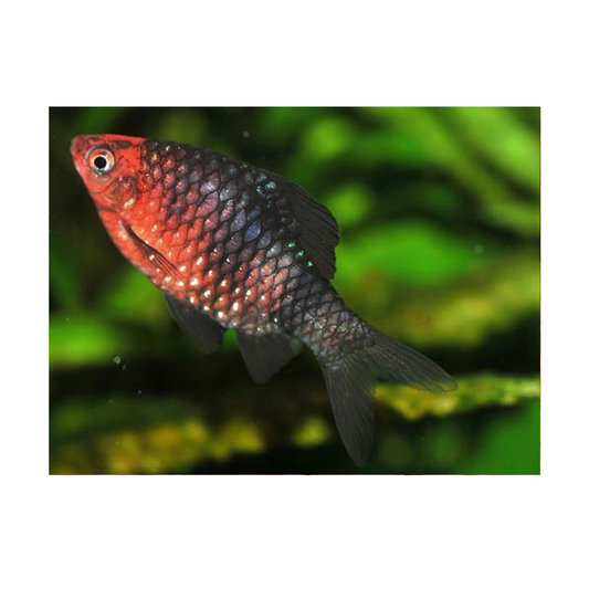 Black Ruby Barb