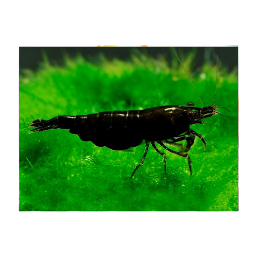 Black Shrimp