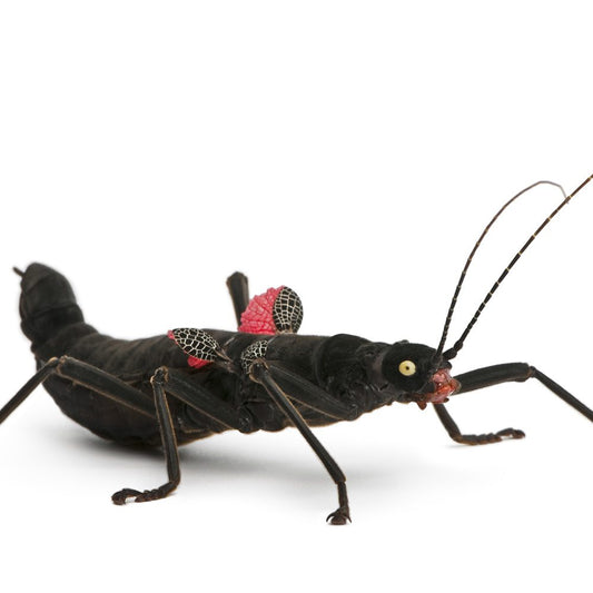 Black Velvet Stick Insect