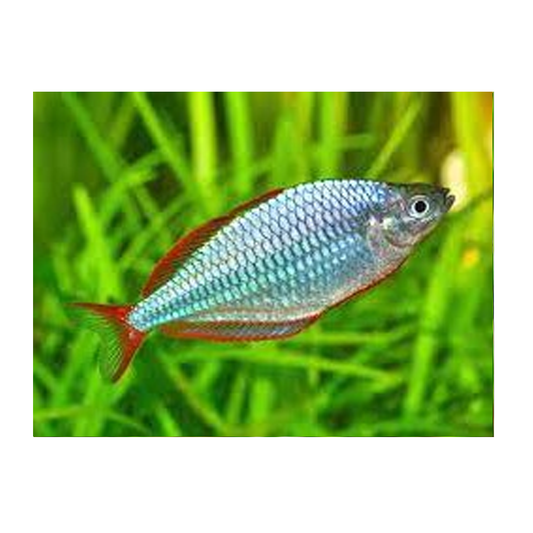 Neon Blue Dwarf Rainbow