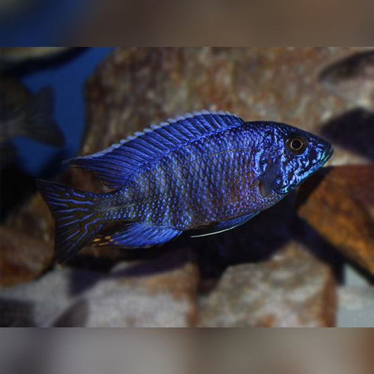 Aulonocara Blue Peacock 3"