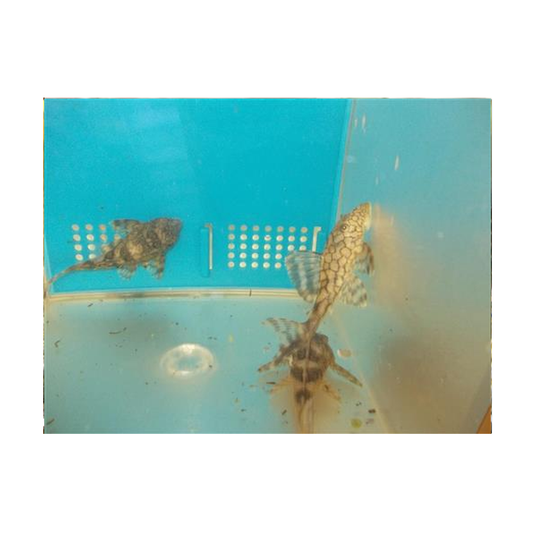 Blue Phantom Pleco L 128