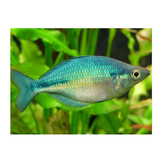 Blue Rainbow