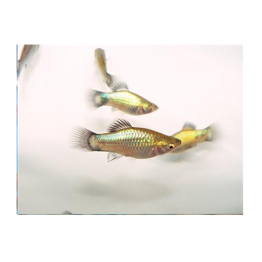 Blue Wag Platy