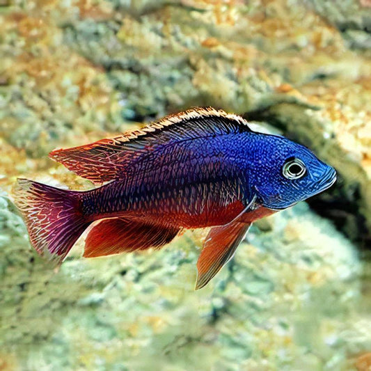 Haplochromis Boadzulu 3"