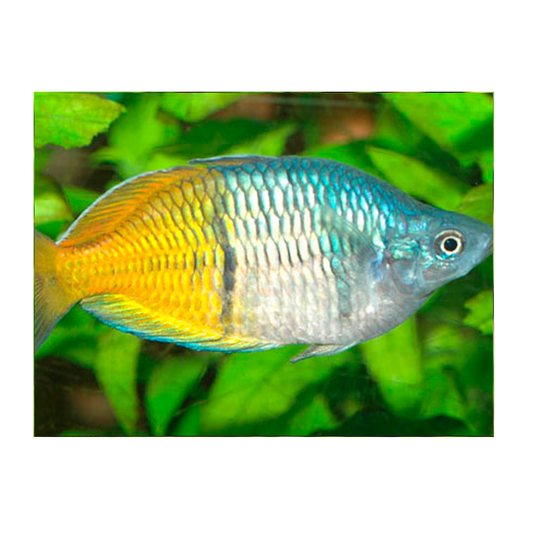 Boesemani Rainbow