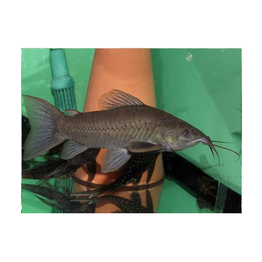 Bristlenose Ancistrus L- 150