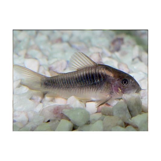 Bronze Catfish