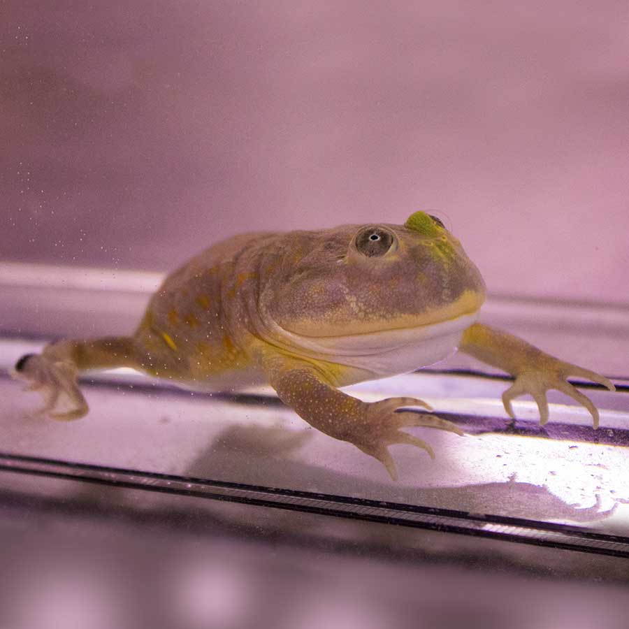 Budgets Frog