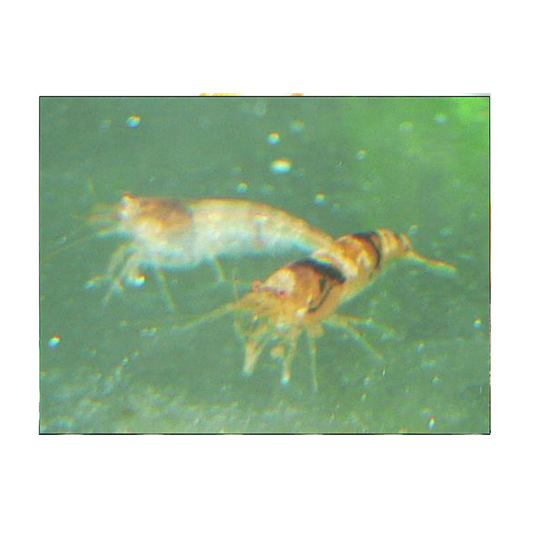 Bumble Bee Shrimp
