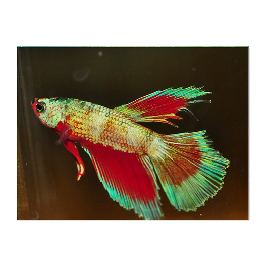 Butterfly Half Moon Male Fighter