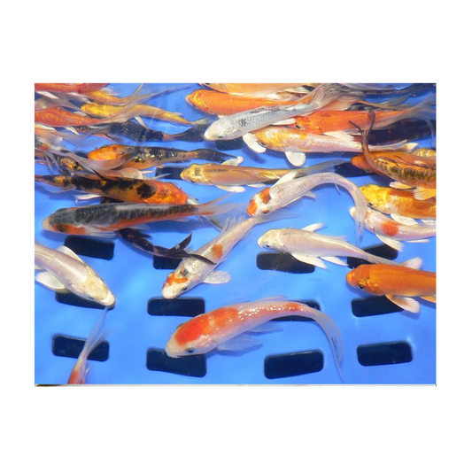 Butterfly Koi