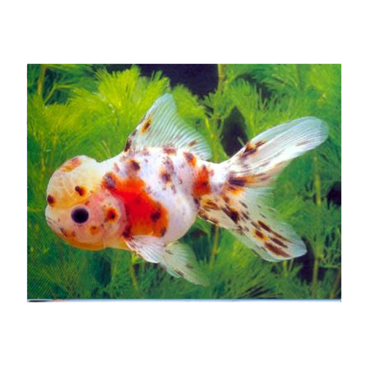 Calico Oranda
