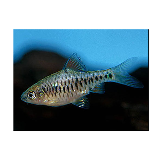 Checker Barb