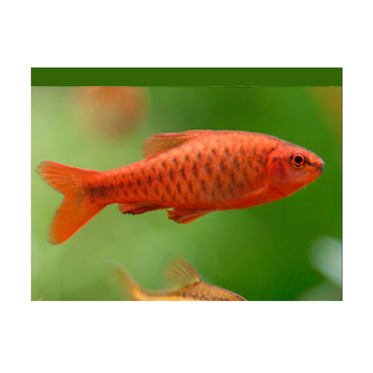Cherry Barb