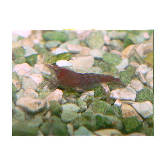 Cherry Shrimp