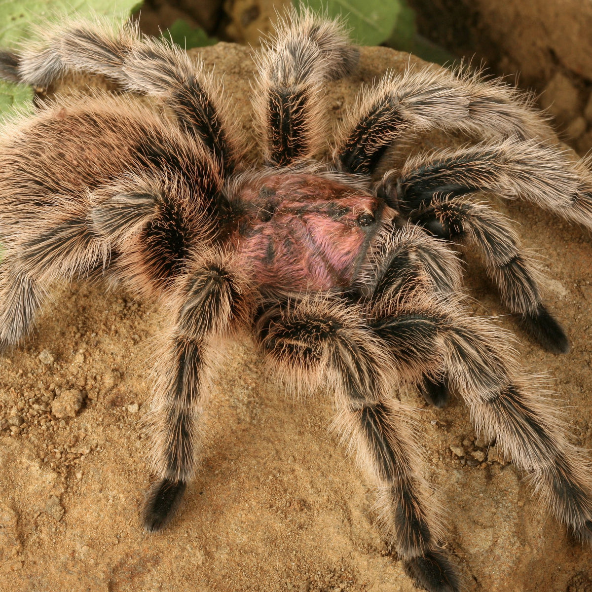 Chile Rosa Chile Rose Tarantula – Seth's Little Zoo