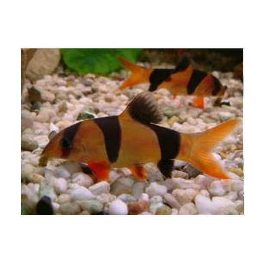 Clown Loach
