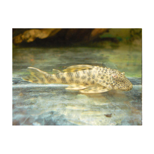 Clown Pleco L-103