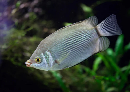 Green Kissing Gourami M